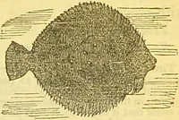 An illustration from The book of household management : comprising information for the mistress ... also, sanitary, medical, & legal memoranda; with a history of the origin, properties, and uses of all things connected with home life and comfort / by Mrs. Isabella Beeton. (1869)