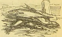 An illustration from The book of household management : comprising information for the mistress ... also, sanitary, medical, & legal memoranda; with a history of the origin, properties, and uses of all things connected with home life and comfort / by Mrs. Isabella Beeton. (1869)