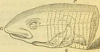 An illustration from The book of household management : comprising information for the mistress ... also, sanitary, medical, & legal memoranda; with a history of the origin, properties, and uses of all things connected with home life and comfort / by Mrs. Isabella Beeton. (1869)