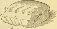 An illustration from The book of household management : comprising information for the mistress ... also, sanitary, medical, & legal memoranda; with a history of the origin, properties, and uses of all things connected with home life and comfort / by Mrs. Isabella Beeton. (1869)