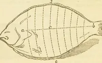 An illustration from The book of household management : comprising information for the mistress ... also, sanitary, medical, & legal memoranda; with a history of the origin, properties, and uses of all things connected with home life and comfort / by Mrs. Isabella Beeton. (1869)
