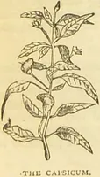 An illustration from The book of household management : comprising information for the mistress ... also, sanitary, medical, & legal memoranda; with a history of the origin, properties, and uses of all things connected with home life and comfort / by Mrs. Isabella Beeton. (1869)