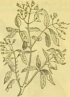 An illustration from The book of household management : comprising information for the mistress ... also, sanitary, medical, & legal memoranda; with a history of the origin, properties, and uses of all things connected with home life and comfort / by Mrs. Isabella Beeton. (1869)