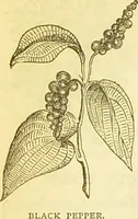 An illustration from The book of household management : comprising information for the mistress ... also, sanitary, medical, & legal memoranda; with a history of the origin, properties, and uses of all things connected with home life and comfort / by Mrs. Isabella Beeton. (1869)