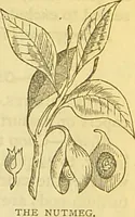 An illustration from The book of household management : comprising information for the mistress ... also, sanitary, medical, & legal memoranda; with a history of the origin, properties, and uses of all things connected with home life and comfort / by Mrs. Isabella Beeton. (1869)
