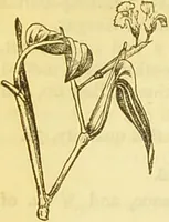An illustration from The book of household management : comprising information for the mistress ... also, sanitary, medical, & legal memoranda; with a history of the origin, properties, and uses of all things connected with home life and comfort / by Mrs. Isabella Beeton. (1869)