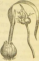 An illustration from The book of household management : comprising information for the mistress ... also, sanitary, medical, & legal memoranda; with a history of the origin, properties, and uses of all things connected with home life and comfort / by Mrs. Isabella Beeton. (1869)