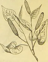 An illustration from The book of household management : comprising information for the mistress ... also, sanitary, medical, & legal memoranda; with a history of the origin, properties, and uses of all things connected with home life and comfort / by Mrs. Isabella Beeton. (1869)