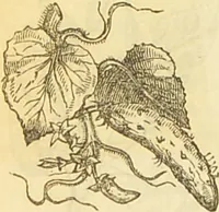 An illustration from The book of household management : comprising information for the mistress ... also, sanitary, medical, & legal memoranda; with a history of the origin, properties, and uses of all things connected with home life and comfort / by Mrs. Isabella Beeton. (1869)