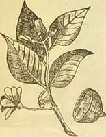 An illustration from The book of household management : comprising information for the mistress ... also, sanitary, medical, & legal memoranda; with a history of the origin, properties, and uses of all things connected with home life and comfort / by Mrs. Isabella Beeton. (1869)