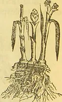 An illustration from The book of household management : comprising information for the mistress ... also, sanitary, medical, & legal memoranda; with a history of the origin, properties, and uses of all things connected with home life and comfort / by Mrs. Isabella Beeton. (1869)