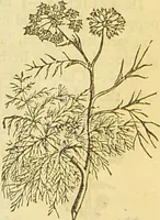 An illustration from The book of household management : comprising information for the mistress ... also, sanitary, medical, & legal memoranda; with a history of the origin, properties, and uses of all things connected with home life and comfort / by Mrs. Isabella Beeton. (1869)