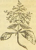 An illustration from The book of household management : comprising information for the mistress ... also, sanitary, medical, & legal memoranda; with a history of the origin, properties, and uses of all things connected with home life and comfort / by Mrs. Isabella Beeton. (1869)