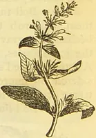 An illustration from The book of household management : comprising information for the mistress ... also, sanitary, medical, & legal memoranda; with a history of the origin, properties, and uses of all things connected with home life and comfort / by Mrs. Isabella Beeton. (1869)