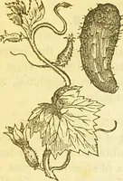 An illustration from The book of household management : comprising information for the mistress ... also, sanitary, medical, & legal memoranda; with a history of the origin, properties, and uses of all things connected with home life and comfort / by Mrs. Isabella Beeton. (1869)