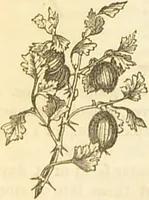 An illustration from The book of household management : comprising information for the mistress ... also, sanitary, medical, & legal memoranda; with a history of the origin, properties, and uses of all things connected with home life and comfort / by Mrs. Isabella Beeton. (1869)