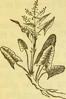 An illustration from The book of household management : comprising information for the mistress ... also, sanitary, medical, & legal memoranda; with a history of the origin, properties, and uses of all things connected with home life and comfort / by Mrs. Isabella Beeton. (1869)