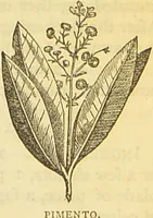 An illustration from The book of household management : comprising information for the mistress ... also, sanitary, medical, & legal memoranda; with a history of the origin, properties, and uses of all things connected with home life and comfort / by Mrs. Isabella Beeton. (1869)