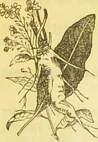 An illustration from The book of household management : comprising information for the mistress ... also, sanitary, medical, & legal memoranda; with a history of the origin, properties, and uses of all things connected with home life and comfort / by Mrs. Isabella Beeton. (1869)