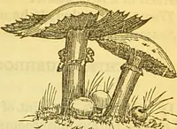 An illustration from The book of household management : comprising information for the mistress ... also, sanitary, medical, & legal memoranda; with a history of the origin, properties, and uses of all things connected with home life and comfort / by Mrs. Isabella Beeton. (1869)