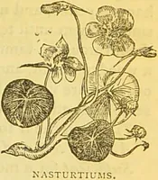 An illustration from The book of household management : comprising information for the mistress ... also, sanitary, medical, & legal memoranda; with a history of the origin, properties, and uses of all things connected with home life and comfort / by Mrs. Isabella Beeton. (1869)