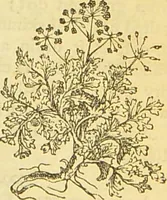 An illustration from The book of household management : comprising information for the mistress ... also, sanitary, medical, & legal memoranda; with a history of the origin, properties, and uses of all things connected with home life and comfort / by Mrs. Isabella Beeton. (1869)
