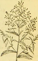 An illustration from The book of household management : comprising information for the mistress ... also, sanitary, medical, & legal memoranda; with a history of the origin, properties, and uses of all things connected with home life and comfort / by Mrs. Isabella Beeton. (1869)