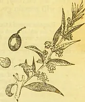 An illustration from The book of household management : comprising information for the mistress ... also, sanitary, medical, & legal memoranda; with a history of the origin, properties, and uses of all things connected with home life and comfort / by Mrs. Isabella Beeton. (1869)