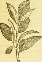 An illustration from The book of household management : comprising information for the mistress ... also, sanitary, medical, & legal memoranda; with a history of the origin, properties, and uses of all things connected with home life and comfort / by Mrs. Isabella Beeton. (1869)