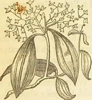 An illustration from The book of household management : comprising information for the mistress ... also, sanitary, medical, & legal memoranda; with a history of the origin, properties, and uses of all things connected with home life and comfort / by Mrs. Isabella Beeton. (1869)