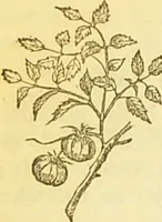 An illustration from The book of household management : comprising information for the mistress ... also, sanitary, medical, & legal memoranda; with a history of the origin, properties, and uses of all things connected with home life and comfort / by Mrs. Isabella Beeton. (1869)
