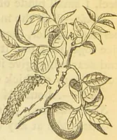 An illustration from The book of household management : comprising information for the mistress ... also, sanitary, medical, & legal memoranda; with a history of the origin, properties, and uses of all things connected with home life and comfort / by Mrs. Isabella Beeton. (1869)