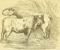 An illustration from The book of household management : comprising information for the mistress ... also, sanitary, medical, & legal memoranda; with a history of the origin, properties, and uses of all things connected with home life and comfort / by Mrs. Isabella Beeton. (1869)