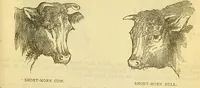 An illustration from The book of household management : comprising information for the mistress ... also, sanitary, medical, & legal memoranda; with a history of the origin, properties, and uses of all things connected with home life and comfort / by Mrs. Isabella Beeton. (1869)