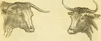 An illustration from The book of household management : comprising information for the mistress ... also, sanitary, medical, & legal memoranda; with a history of the origin, properties, and uses of all things connected with home life and comfort / by Mrs. Isabella Beeton. (1869)