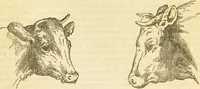 An illustration from The book of household management : comprising information for the mistress ... also, sanitary, medical, & legal memoranda; with a history of the origin, properties, and uses of all things connected with home life and comfort / by Mrs. Isabella Beeton. (1869)