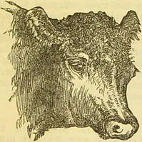 An illustration from The book of household management : comprising information for the mistress ... also, sanitary, medical, & legal memoranda; with a history of the origin, properties, and uses of all things connected with home life and comfort / by Mrs. Isabella Beeton. (1869)
