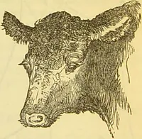 An illustration from The book of household management : comprising information for the mistress ... also, sanitary, medical, & legal memoranda; with a history of the origin, properties, and uses of all things connected with home life and comfort / by Mrs. Isabella Beeton. (1869)