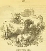 An illustration from The book of household management : comprising information for the mistress ... also, sanitary, medical, & legal memoranda; with a history of the origin, properties, and uses of all things connected with home life and comfort / by Mrs. Isabella Beeton. (1869)