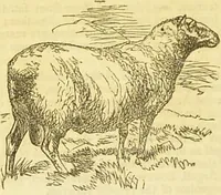An illustration from The book of household management : comprising information for the mistress ... also, sanitary, medical, & legal memoranda; with a history of the origin, properties, and uses of all things connected with home life and comfort / by Mrs. Isabella Beeton. (1869)
