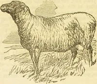 An illustration from The book of household management : comprising information for the mistress ... also, sanitary, medical, & legal memoranda; with a history of the origin, properties, and uses of all things connected with home life and comfort / by Mrs. Isabella Beeton. (1869)