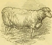 An illustration from The book of household management : comprising information for the mistress ... also, sanitary, medical, & legal memoranda; with a history of the origin, properties, and uses of all things connected with home life and comfort / by Mrs. Isabella Beeton. (1869)