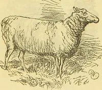An illustration from The book of household management : comprising information for the mistress ... also, sanitary, medical, & legal memoranda; with a history of the origin, properties, and uses of all things connected with home life and comfort / by Mrs. Isabella Beeton. (1869)