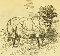 An illustration from The book of household management : comprising information for the mistress ... also, sanitary, medical, & legal memoranda; with a history of the origin, properties, and uses of all things connected with home life and comfort / by Mrs. Isabella Beeton. (1869)