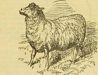 An illustration from The book of household management : comprising information for the mistress ... also, sanitary, medical, & legal memoranda; with a history of the origin, properties, and uses of all things connected with home life and comfort / by Mrs. Isabella Beeton. (1869)