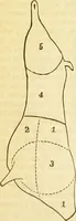 An illustration from The book of household management : comprising information for the mistress ... also, sanitary, medical, & legal memoranda; with a history of the origin, properties, and uses of all things connected with home life and comfort / by Mrs. Isabella Beeton. (1869)