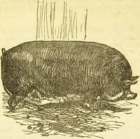 An illustration from The book of household management : comprising information for the mistress ... also, sanitary, medical, & legal memoranda; with a history of the origin, properties, and uses of all things connected with home life and comfort / by Mrs. Isabella Beeton. (1869)