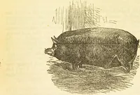 An illustration from The book of household management : comprising information for the mistress ... also, sanitary, medical, & legal memoranda; with a history of the origin, properties, and uses of all things connected with home life and comfort / by Mrs. Isabella Beeton. (1869)
