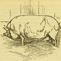 An illustration from The book of household management : comprising information for the mistress ... also, sanitary, medical, & legal memoranda; with a history of the origin, properties, and uses of all things connected with home life and comfort / by Mrs. Isabella Beeton. (1869)