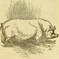 An illustration from The book of household management : comprising information for the mistress ... also, sanitary, medical, & legal memoranda; with a history of the origin, properties, and uses of all things connected with home life and comfort / by Mrs. Isabella Beeton. (1869)